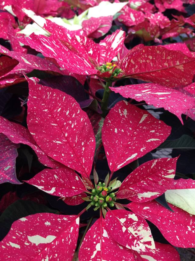 poinsettia - photo by Julie Dodd