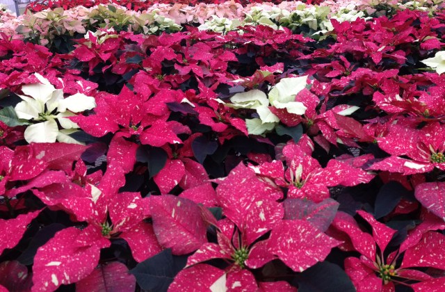 poinsettias - photo by Julie Dodd