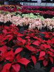 poinsettias - photo by Julie Dodd