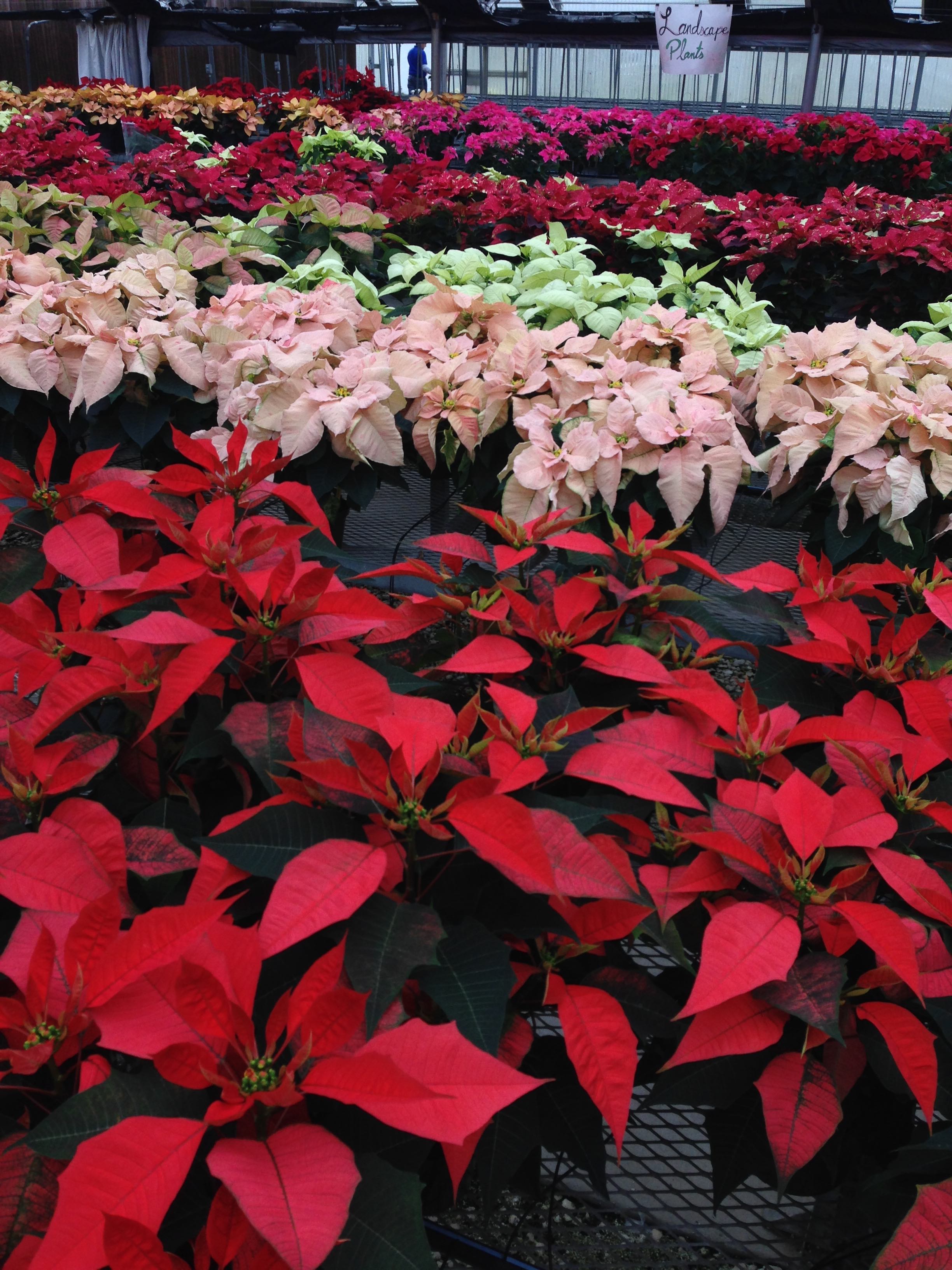 poinsettias - photo by Julie Dodd