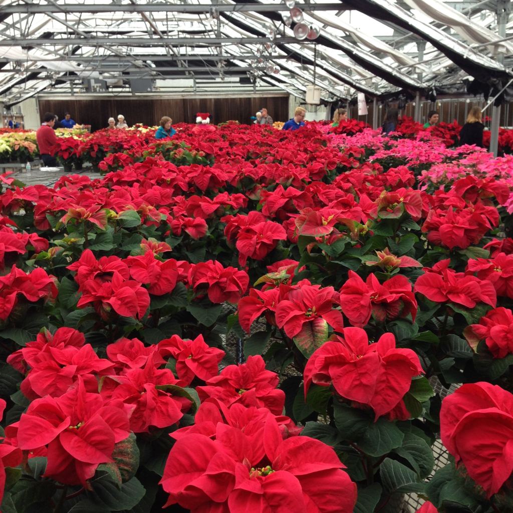 poinsettias in greenhouse - photo by Julie Dodd