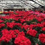 poinsettias in greenhouse - photo by Julie Dodd