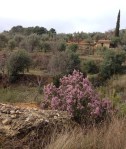 olive grove