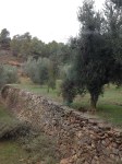 terraced olive grove