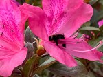 bee pollenating azalea