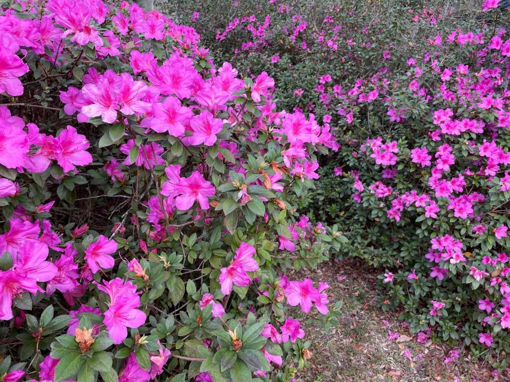 azalea bushes
