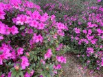 azalea bushes