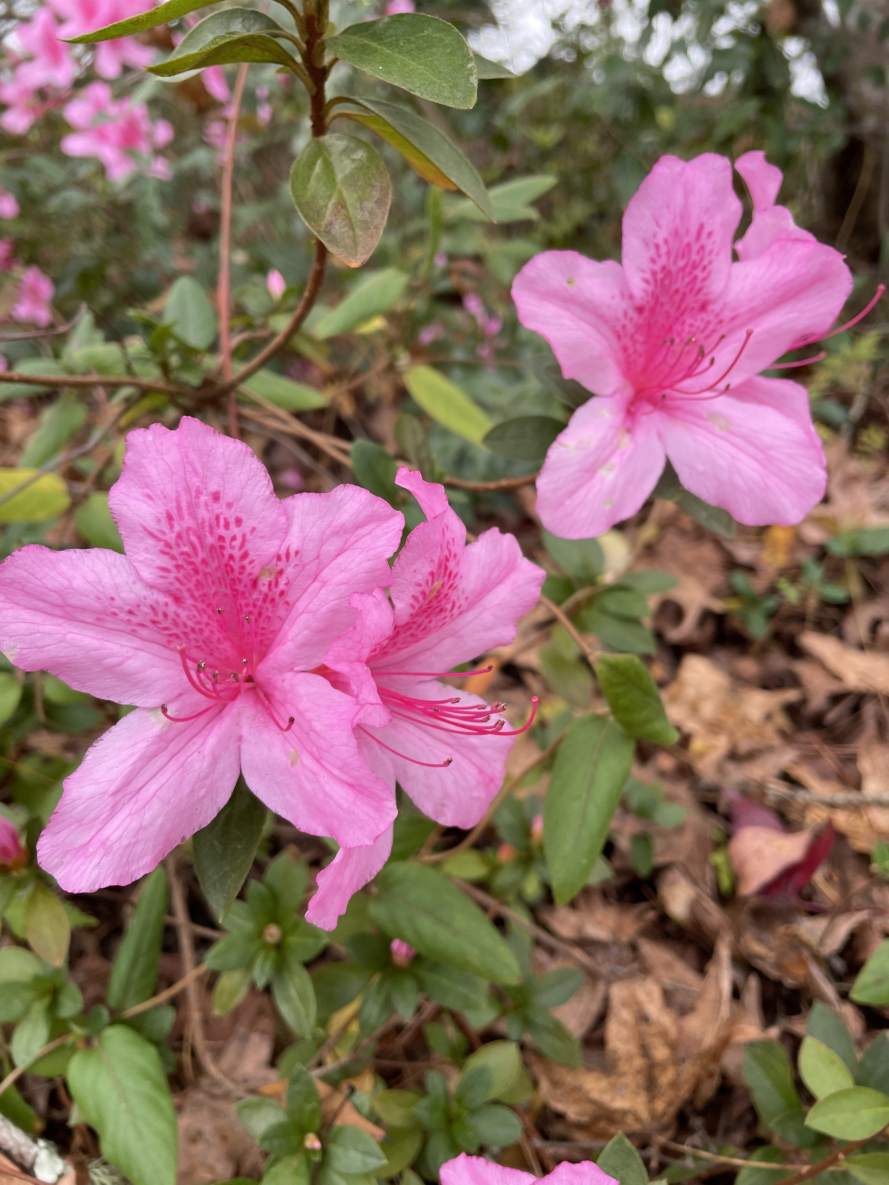azaleas