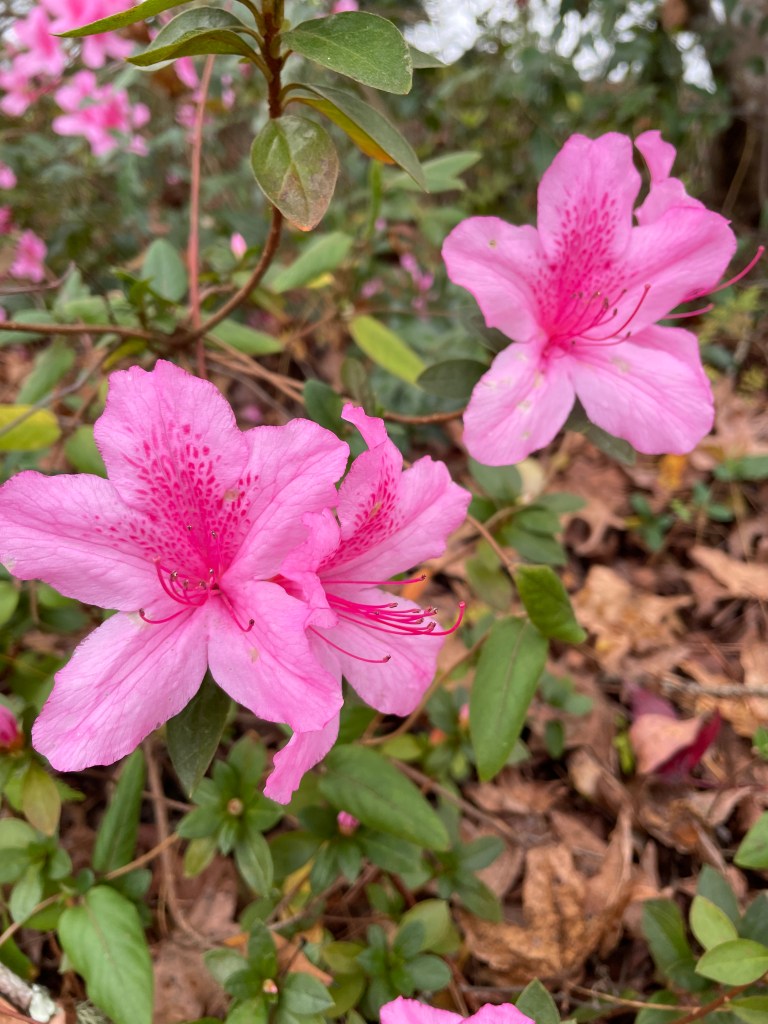 azaleas