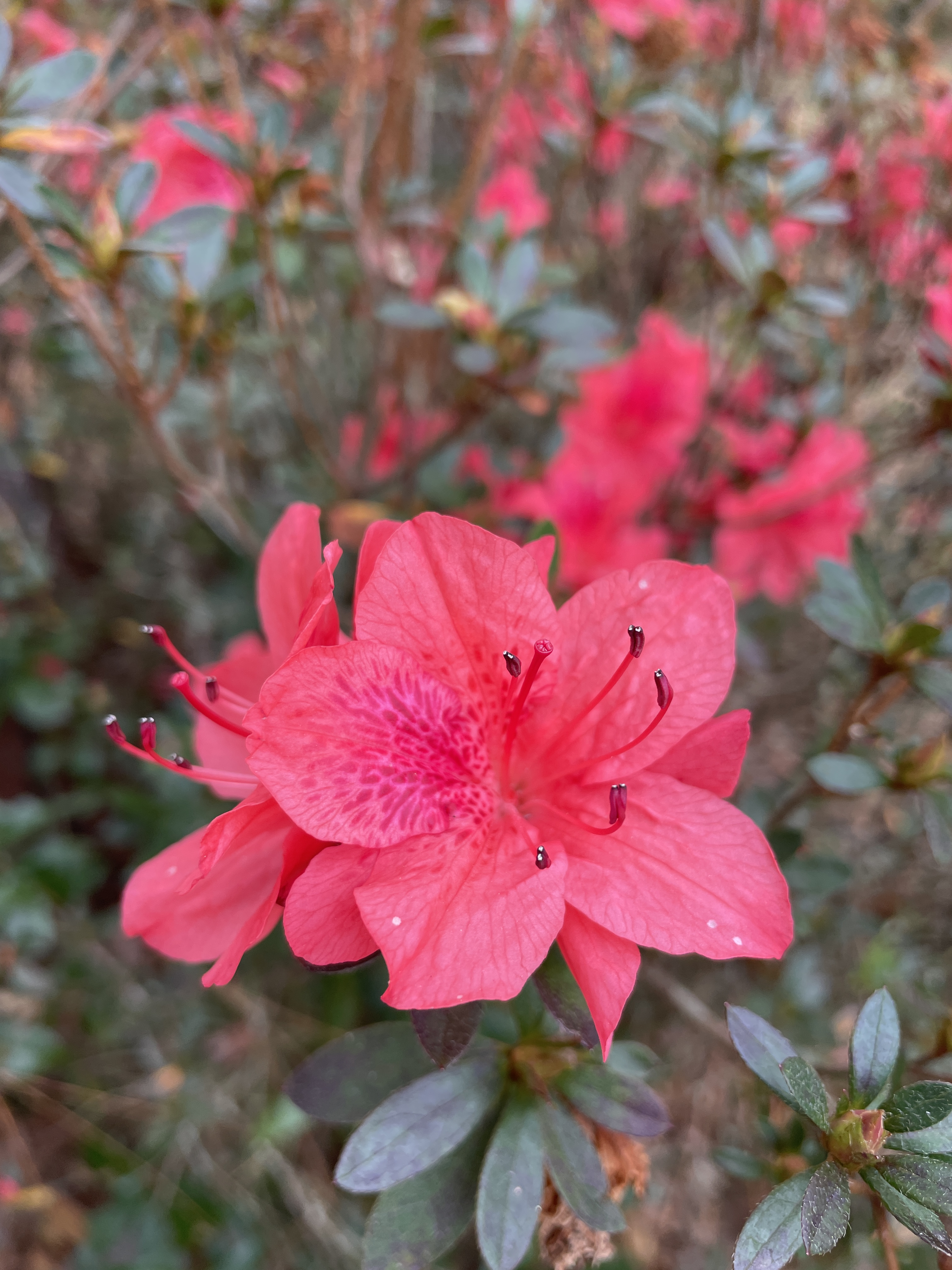 red azalea