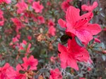 red azaleas