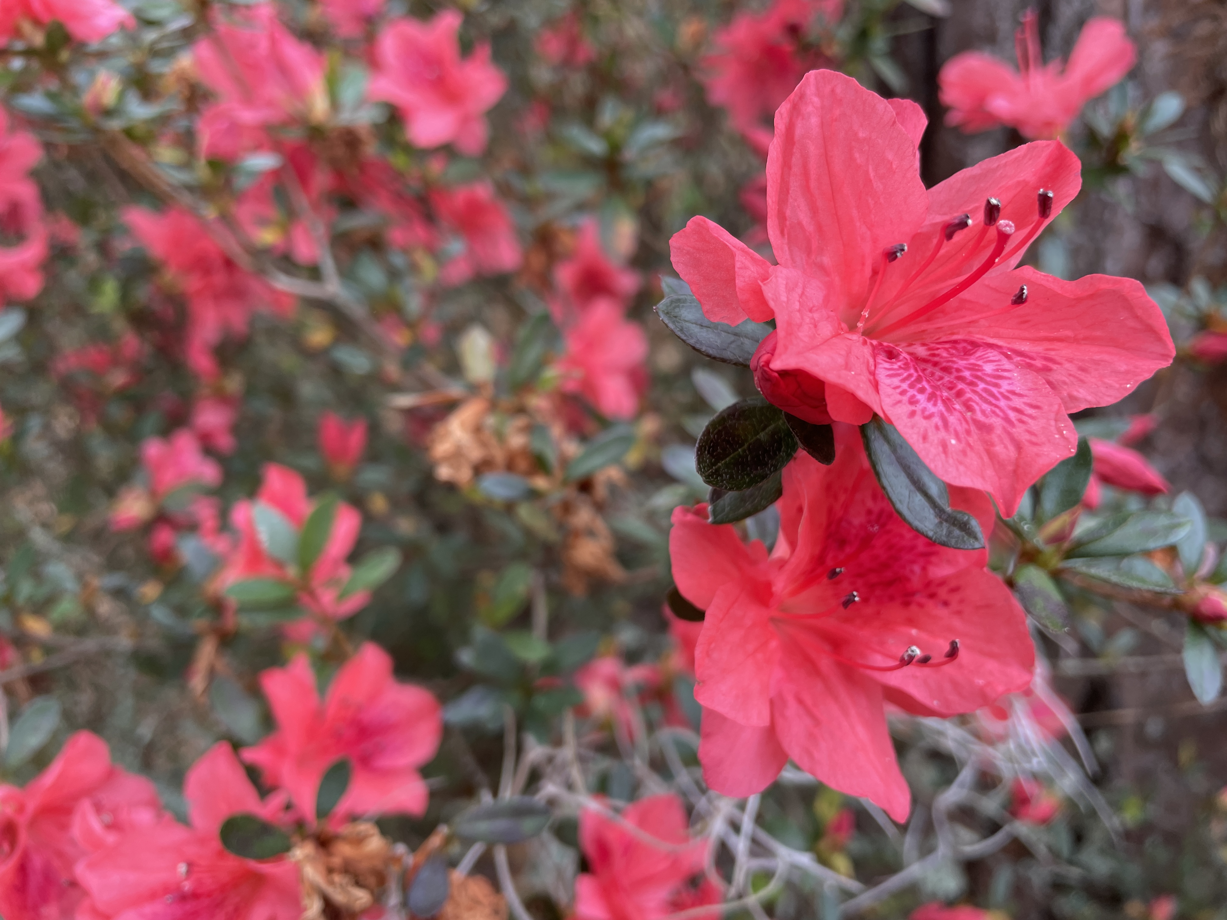 red azaleas