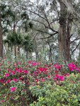 azaleas, palms, spanish moss
