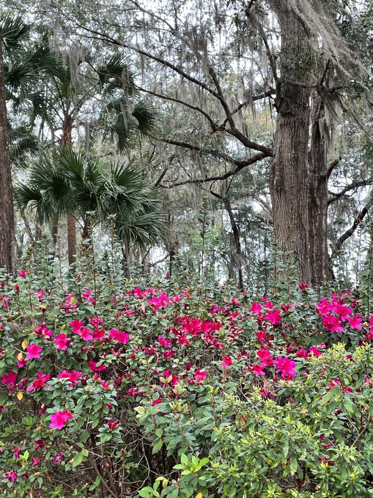 azaleas, palms, spanish moss