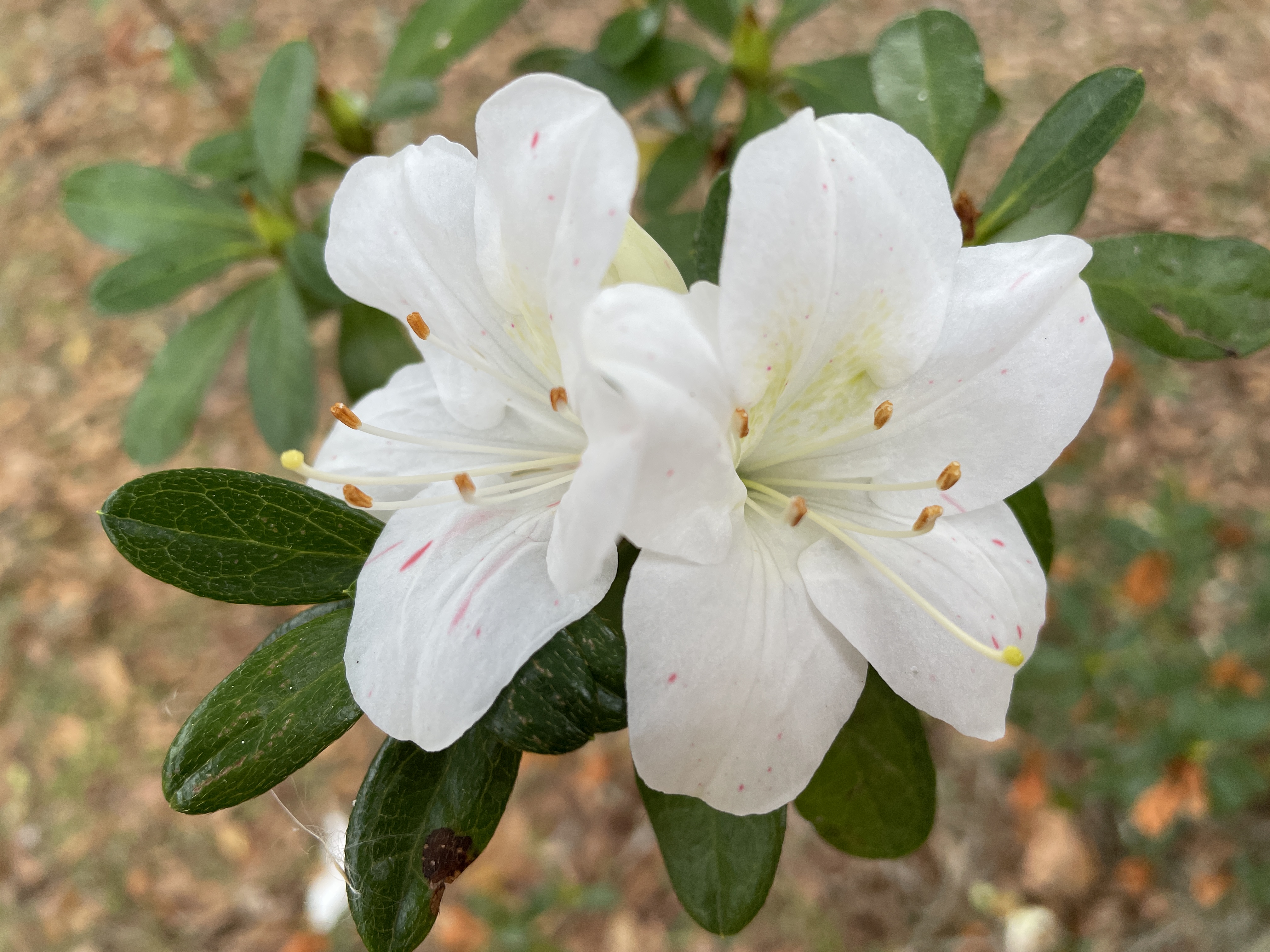 white azalea
