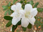white azalea