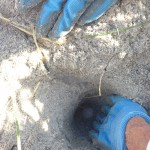 checking on turtle eggs in nest
