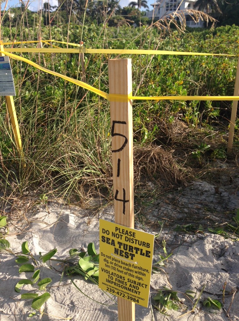 sea turtle's marked nest on Sanibel Island