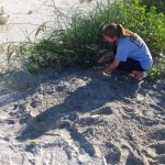 screen installed to protect sea turtle nest