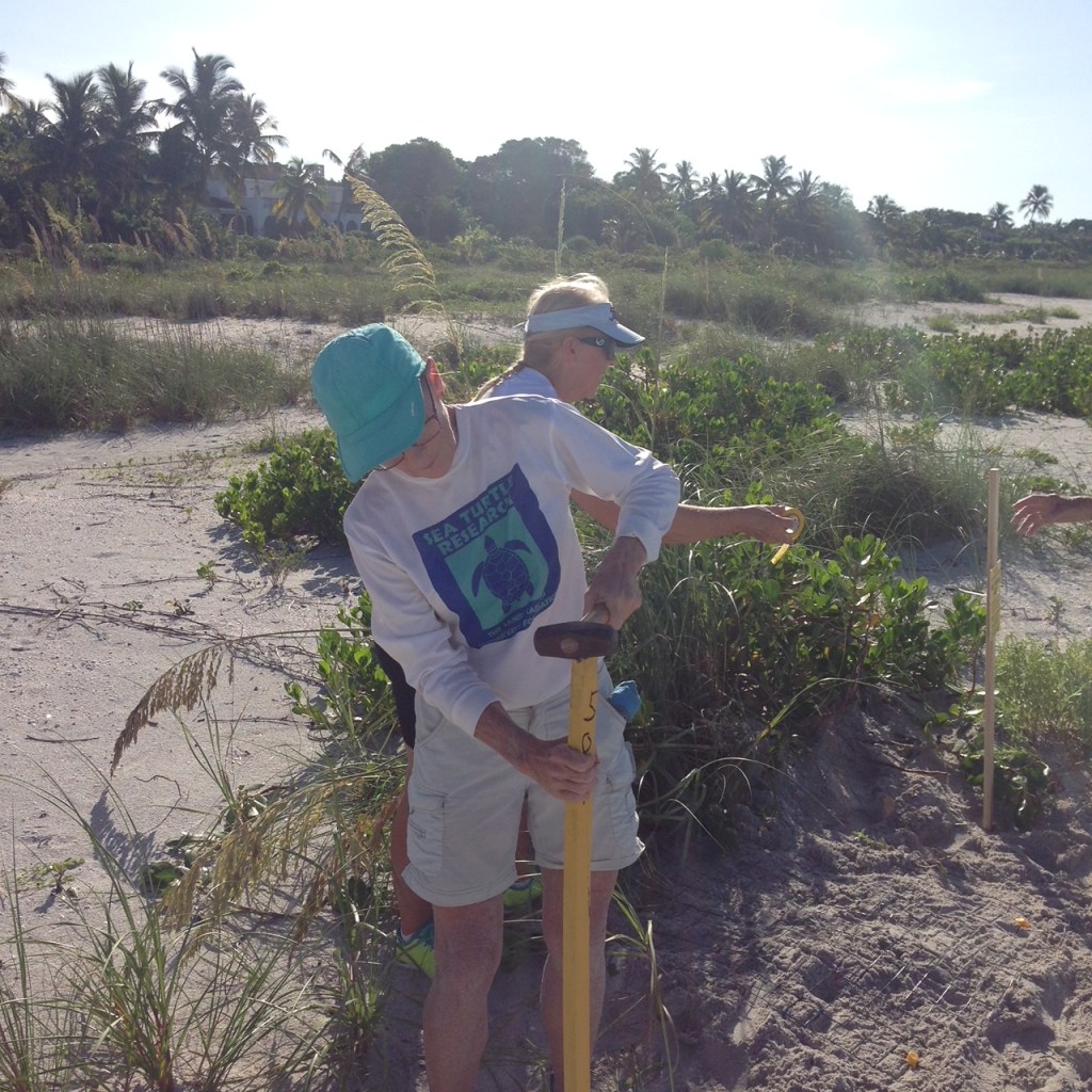 installing posts around sea turtle nest