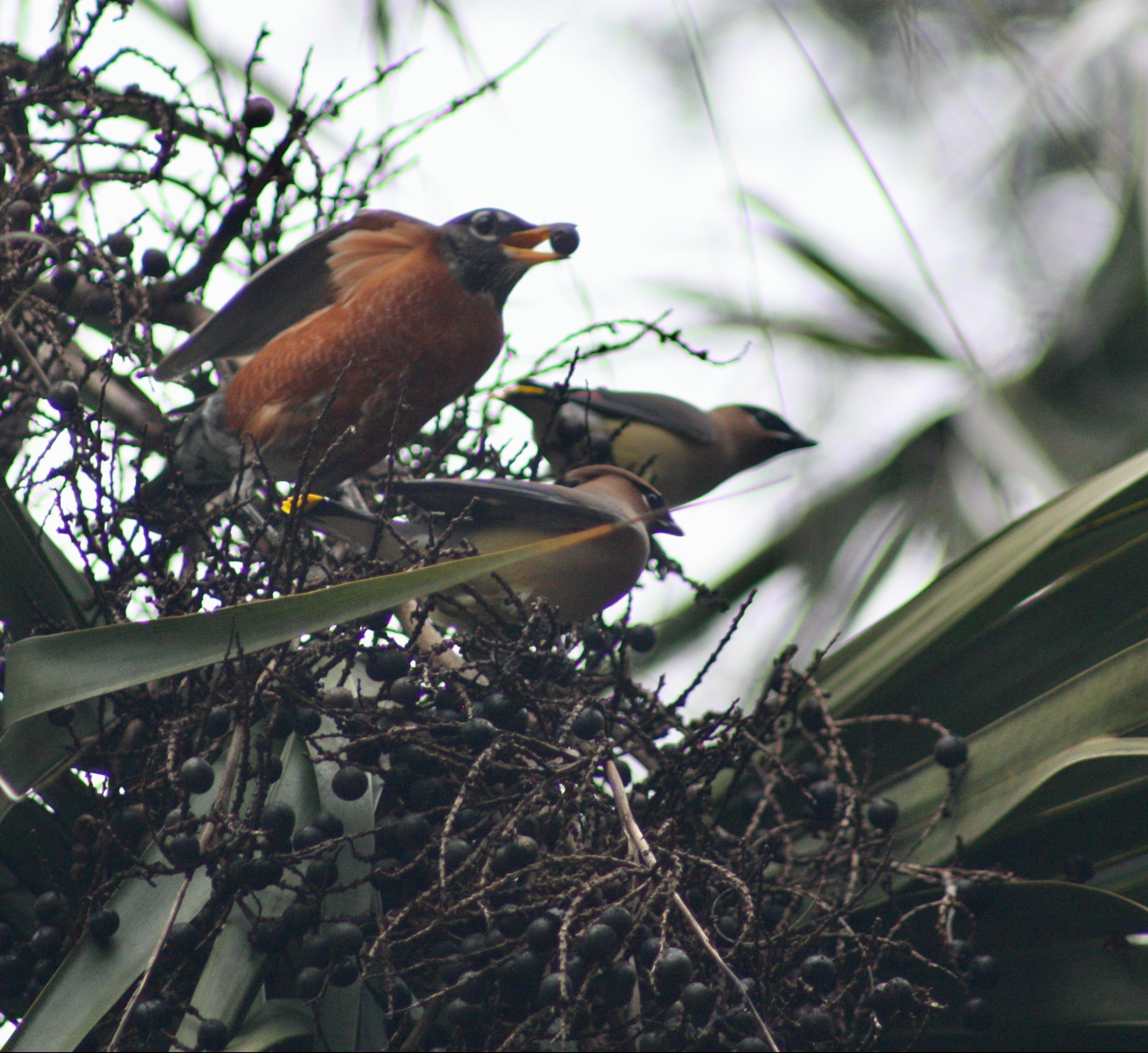 Robin eating berry in Sabal Palmetto Palm