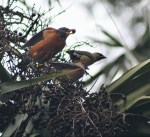 Robin eating berry in Sabal Palmetto Palm