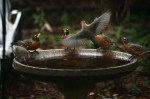 Cedar Waxwing in flight with Robins at birdbath