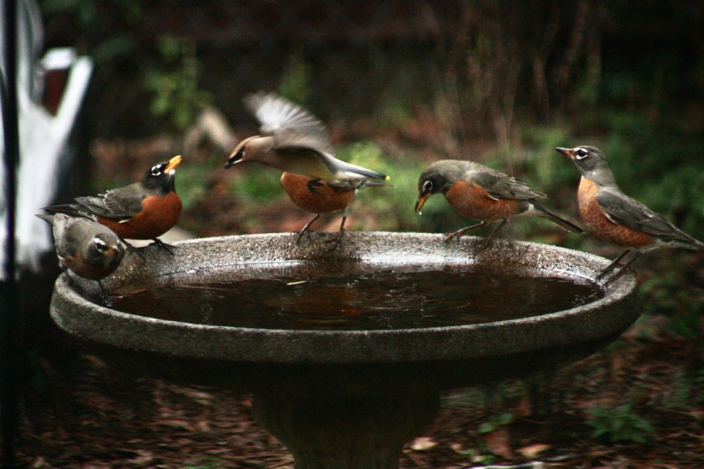 Cedar Waxwing joining Robins on birdbath