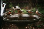 Cedar Waxwing joining Robins on birdbath
