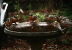 Robins and Cedar Waxwing on birdbath