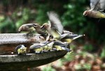 Cedar Waxwings on birdbath