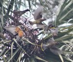 Cedar Waxwings and Robin flying in Sabal Palmetto Palm