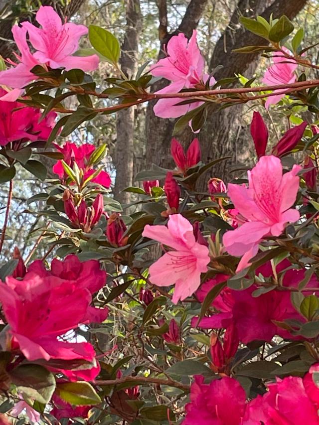 pink and red azaleas