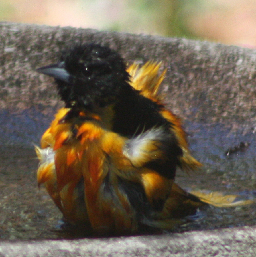 Batlimore oriole bathing