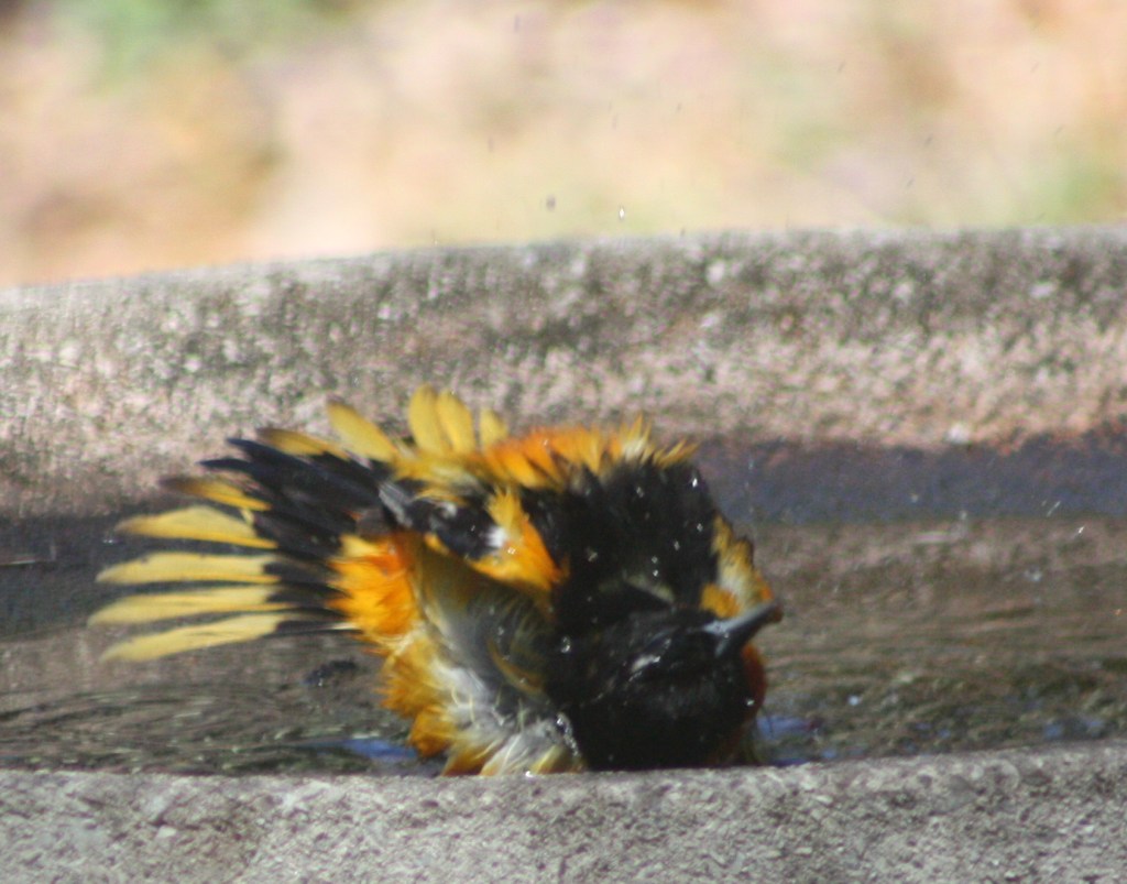 Baltimore oriole bathing