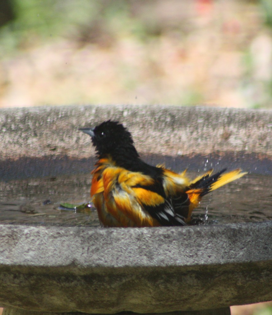 Baltimore oriole bathing