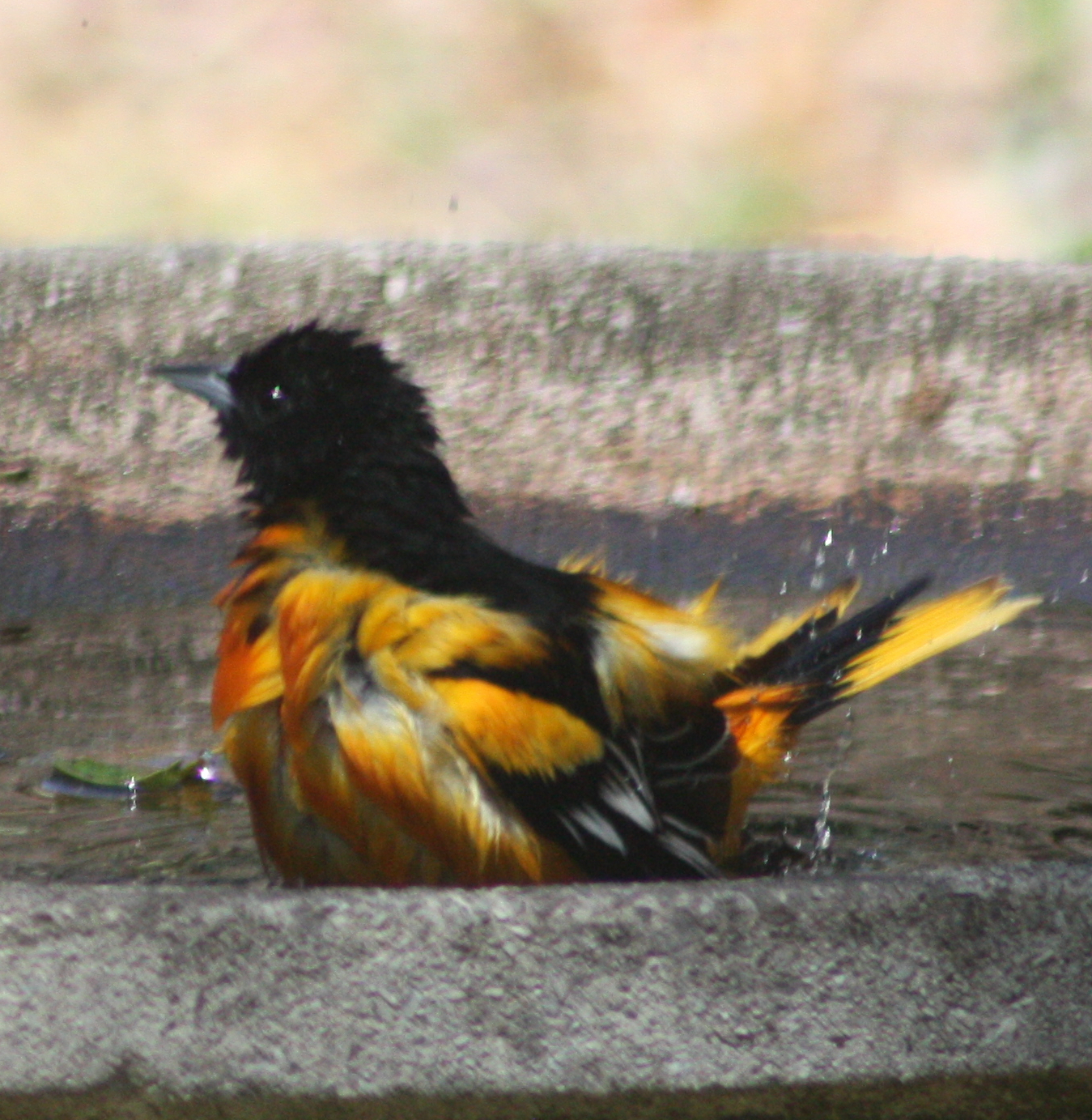 Baltimore oriole bathing