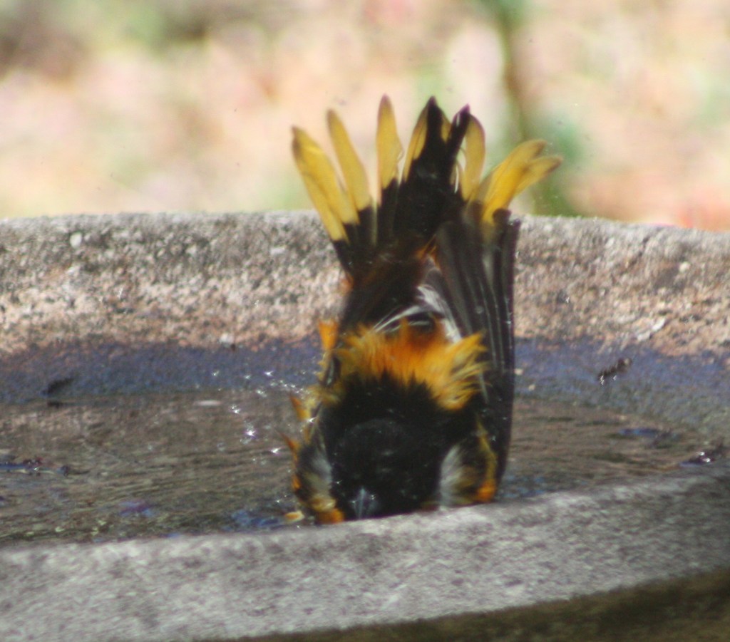 Baltimore oriole bathing