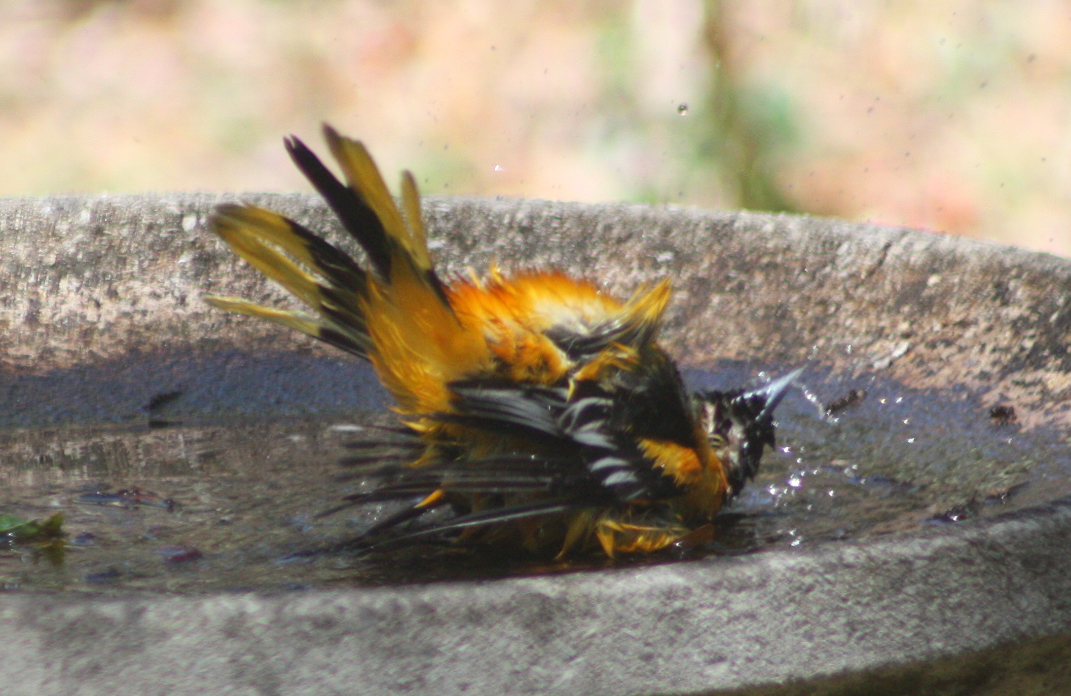 Baltimore oriole bathing
