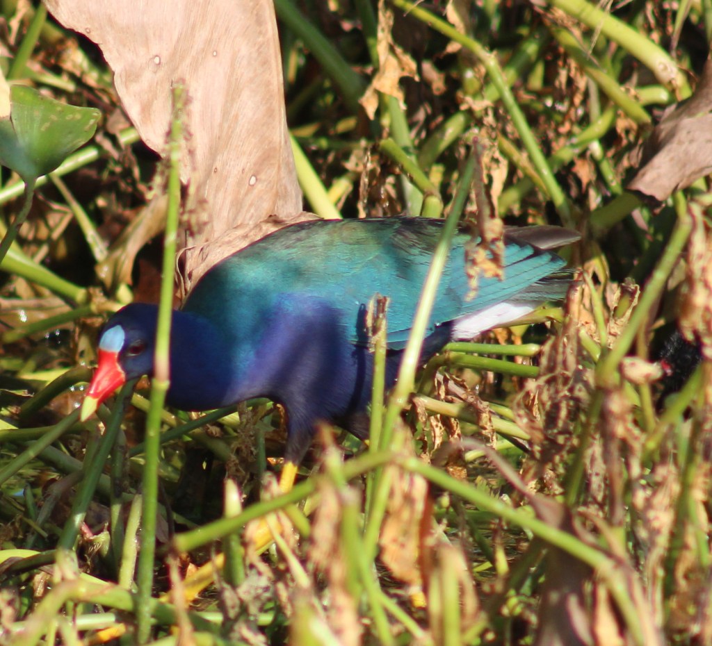 Purple Gallinule with chick