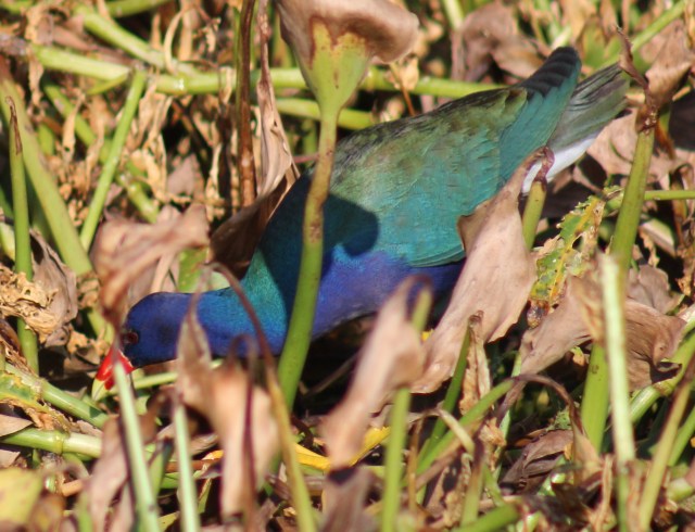 Purple Gallinule