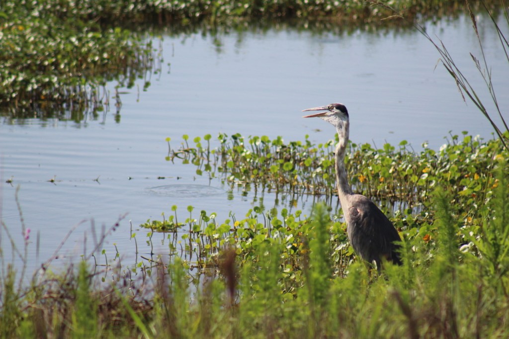 Great Blue Heron