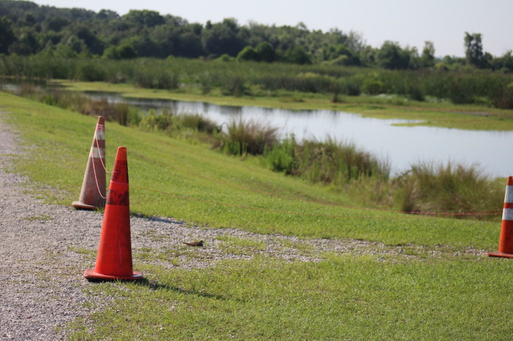 Killdeer nest markers