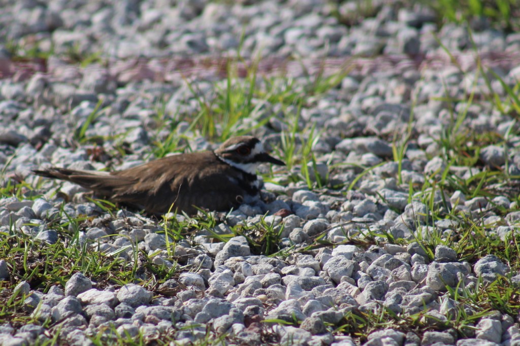 Killdeer on nest